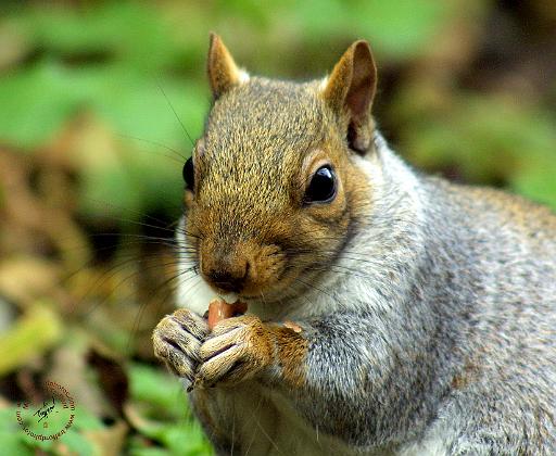 Grey Squirrel 9P52D-128.JPG